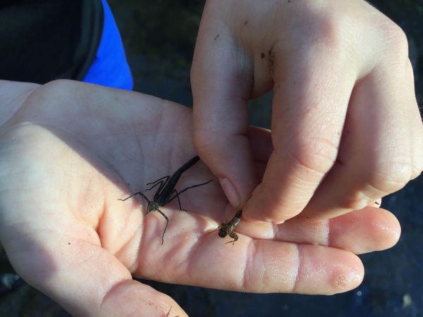 Hand holding bugs while camping