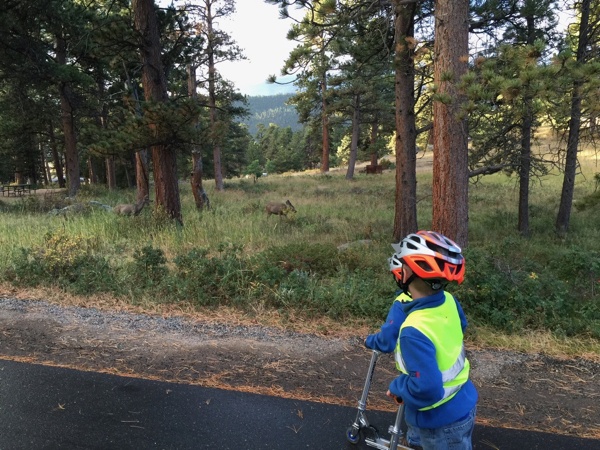 While family camping and using scooter we spot dear near road